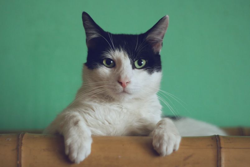 Не линяют, не пахнут и боготворят хозяев: 5 пород котов-чистюль - дом без шерсти и запаха