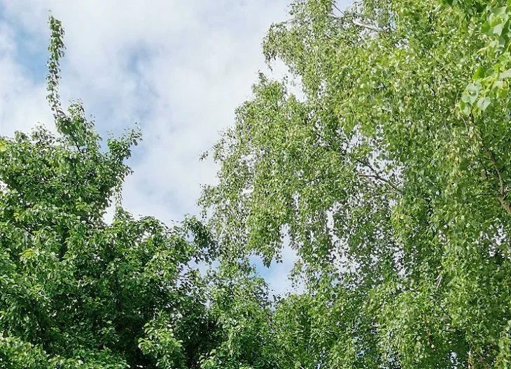 Три дерева, которые защитят ваш дом от бед: что точно нужно посадить на своем участке