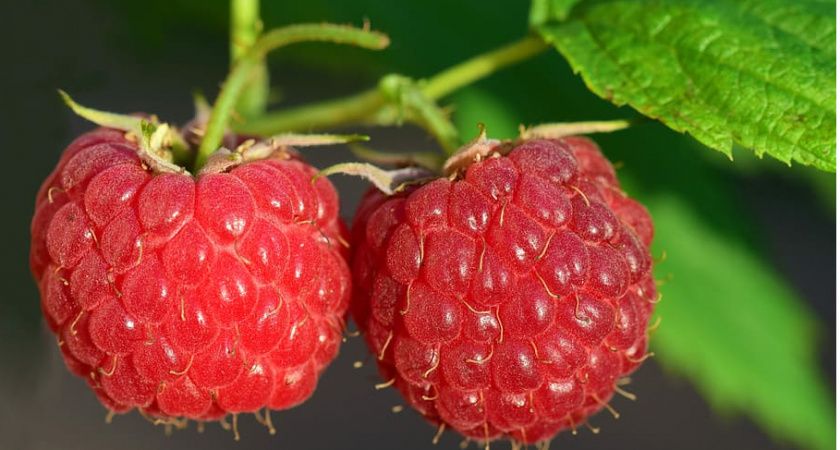 Как бороться с малинным жуком: эффективные и безопасные методы