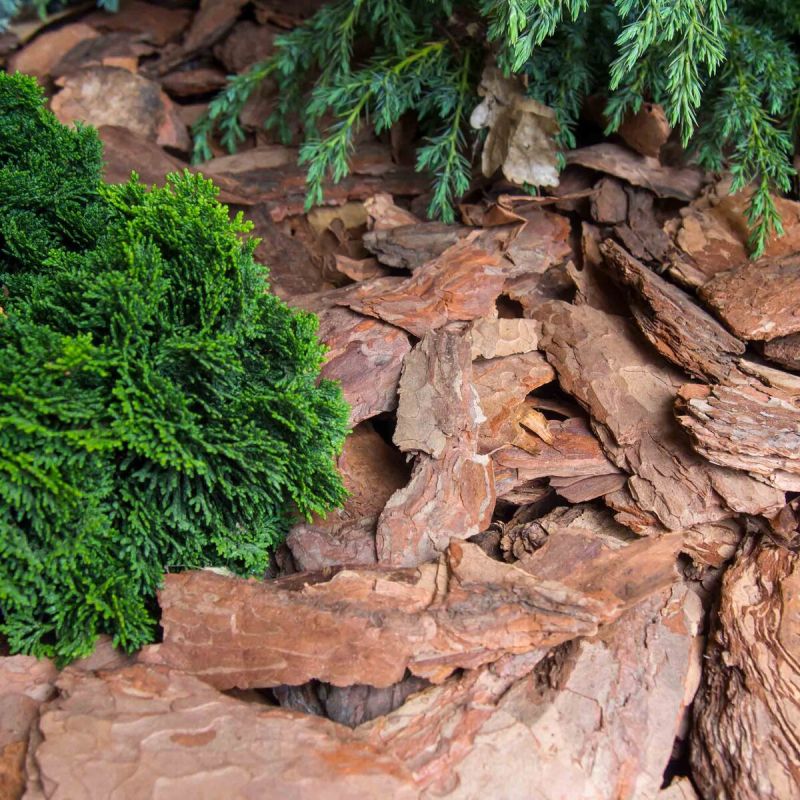 Сосновая кора: секреты использования в ландшафтном дизайне
