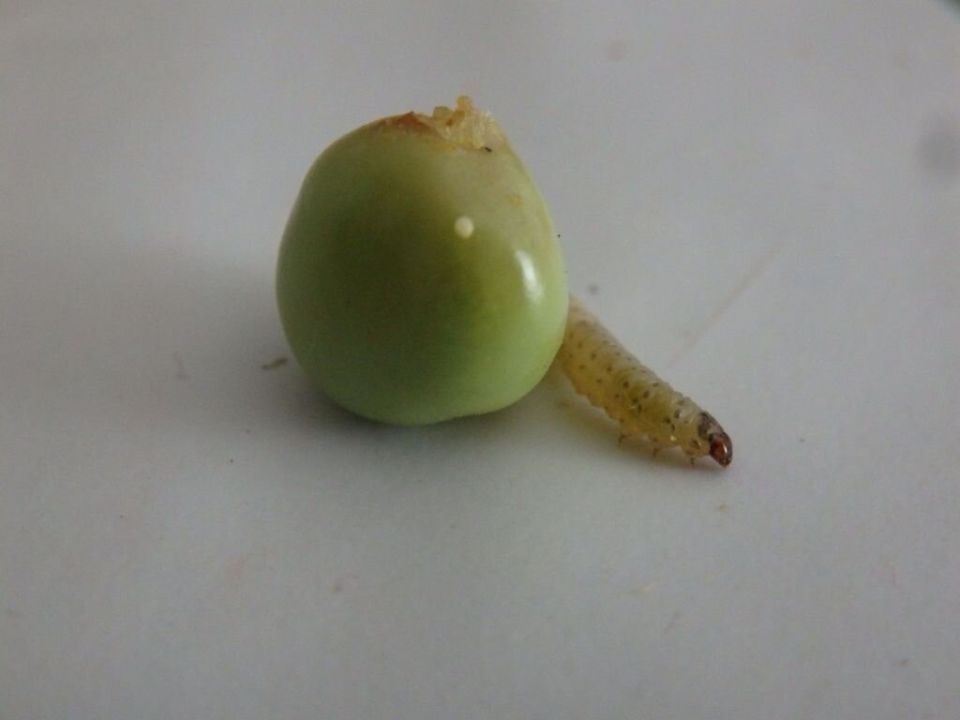 Вредители бобовых культур: как защитить урожай гороха