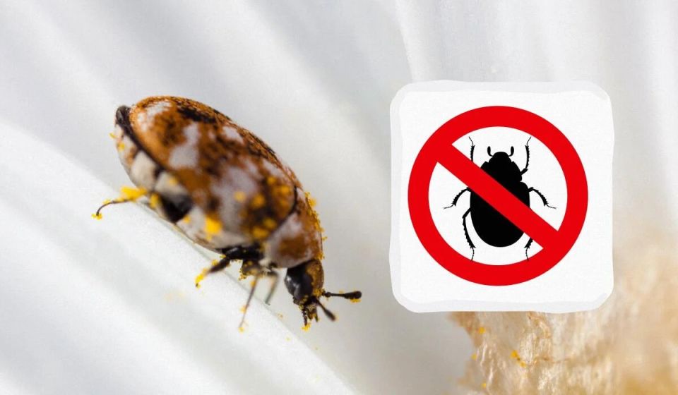 Как избавиться от незваных гостей: маленькие жучки в вашем доме