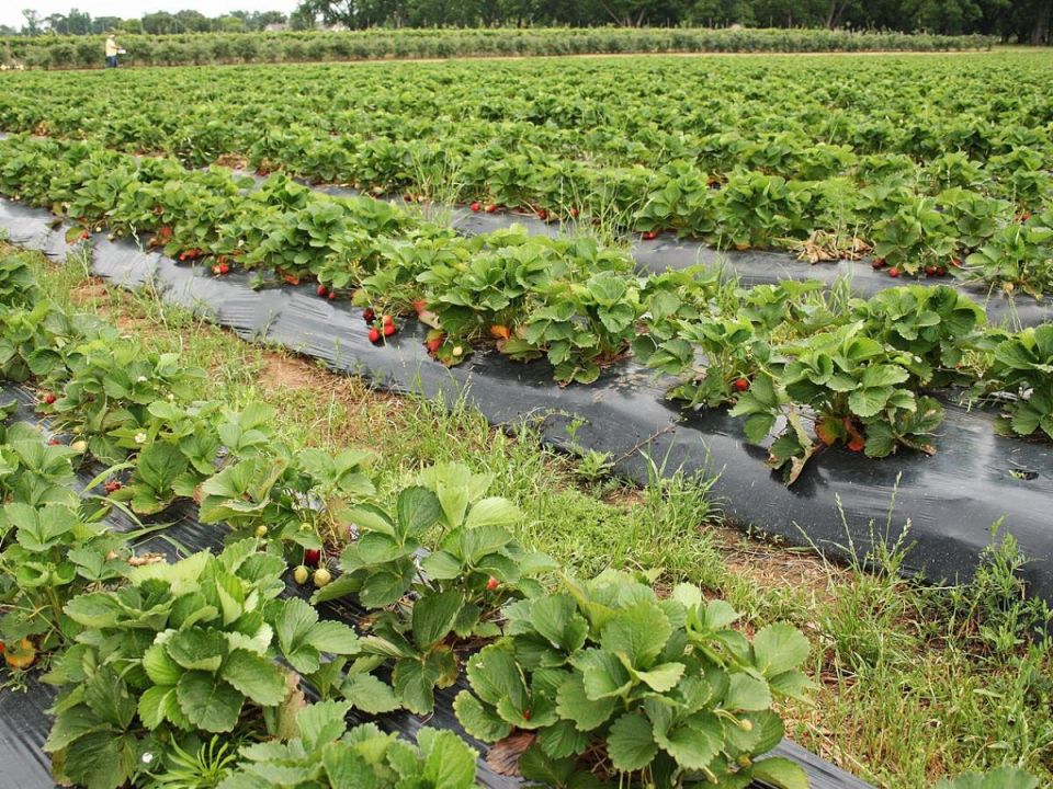 Как правильно сажать клубнику: советы по севообороту и уходу