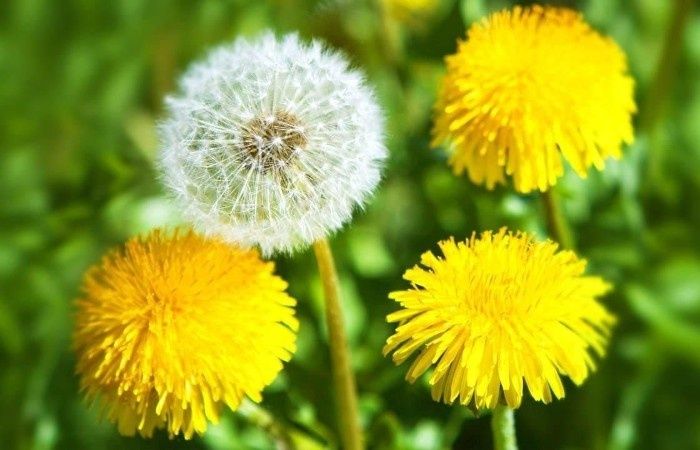 Борьба с одуванчиками: новые штрафы и условия для дачников