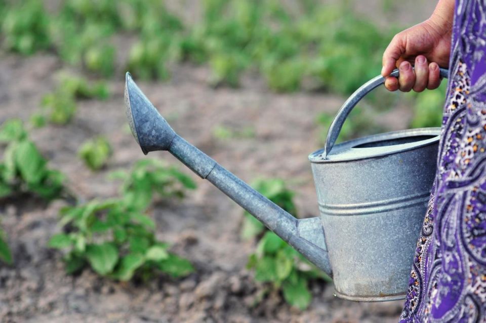 Как не навредить растениям: секреты полива огорода в жаркую погоду