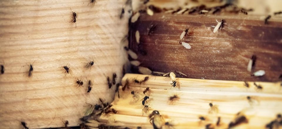 Эффективные методы борьбы с муравьями в квартире