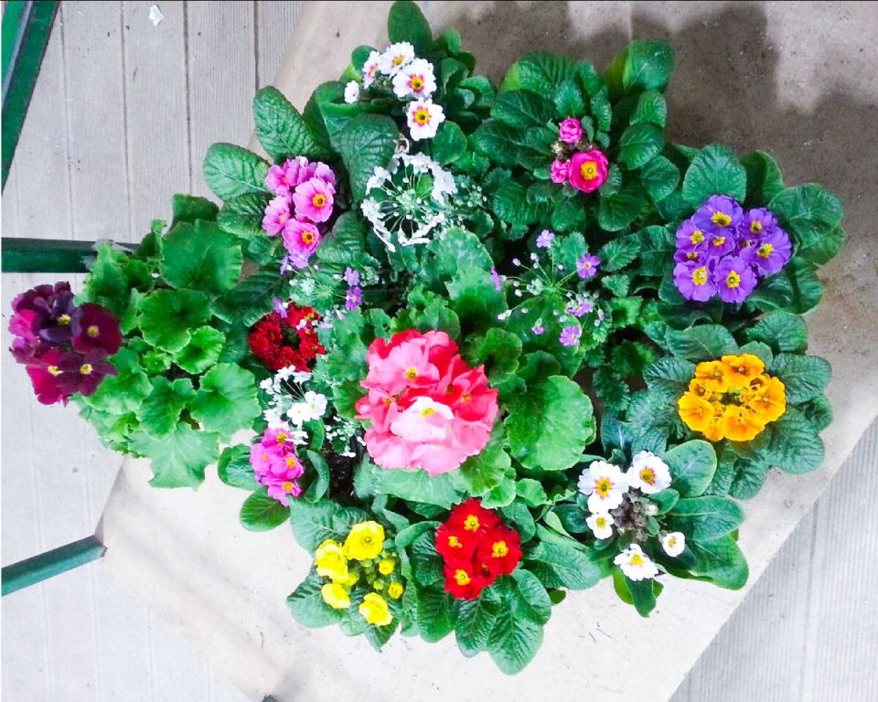 Как ухаживать за примулой: секреты цветения весной и зимой