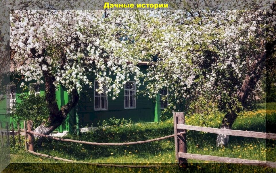 Плодовый сад в начале весны: практические советы для садоводов