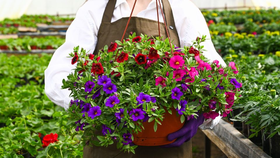 С этой подкормкой петуния не будет жировать: внесите ее после пикировки