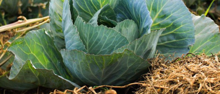 Как вырастить идеальную капусту: советы для садоводов