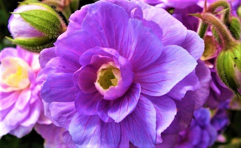 Красота на глинистой почве