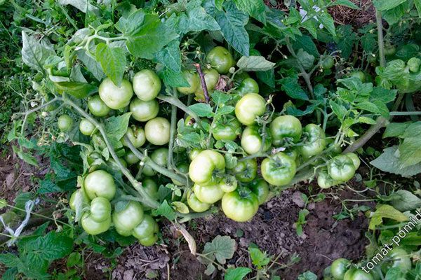 Как вырастить томаты Турбореактивный: секреты успешного культивирования