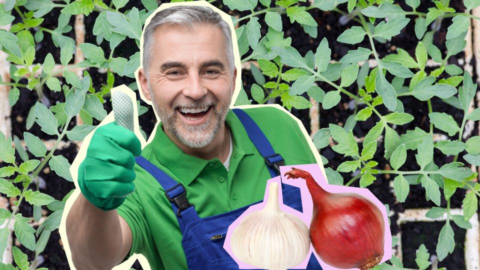 Сок лука и чеснока дачники используют особым способом: тоже захотите попробовать