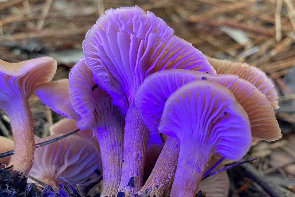 �������� �����������: ����������� ���� � ������ ����������� �����