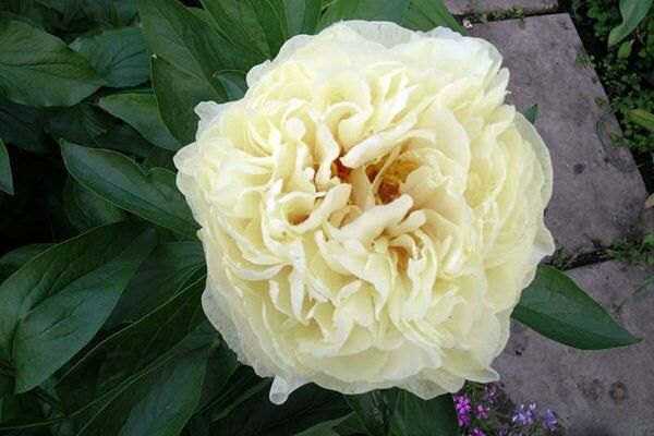 Как вырастить пион Санни Гёрл: секреты успешного ухода