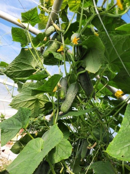 Los secretos del cultivo de pepinos: ?c?mo lograr un rendimiento excepcional?