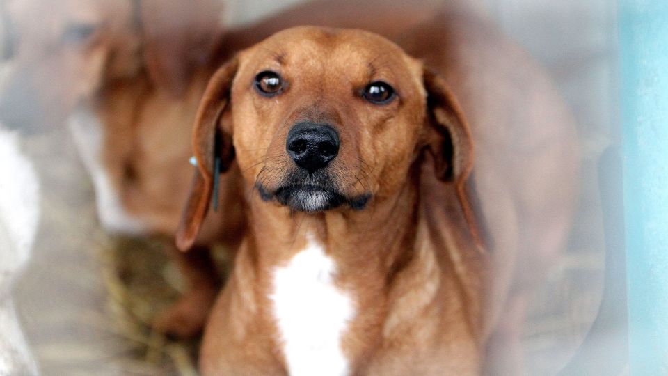 �������� ������ �� ������ �������� ��������: ��� ��� ������ ��������