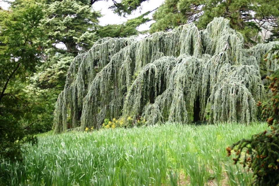 �������� ������� �������: ����� ������� � ������� ������� �������