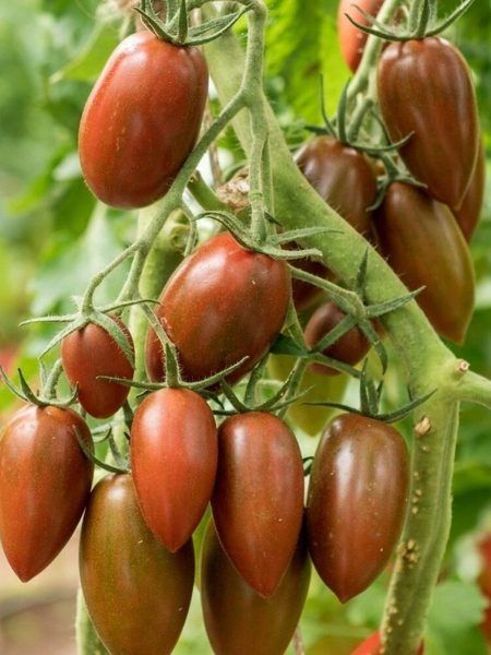 ������ ����� �����: ����� ��������� � ���� ������ � ���������