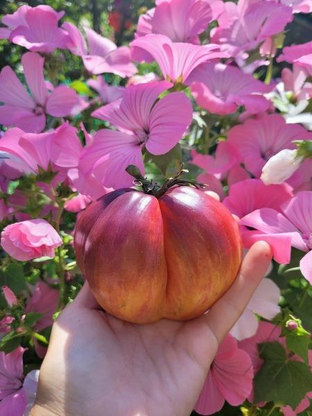 ���� ������� ������ �����: ��������� ����� ��� ��������