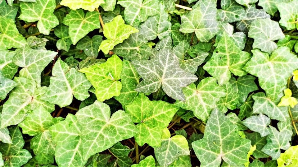 20 �������� ��� �������� ����� �������� � ������������� ����������