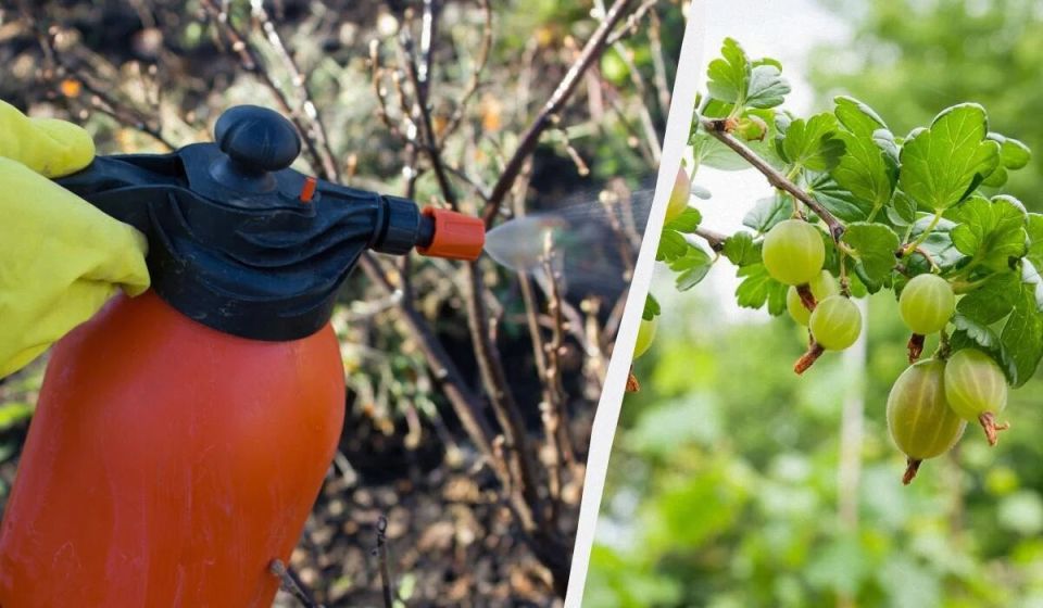 Как правильно ухаживать за крыжовником весной: натуральные советы для великолепного урожая