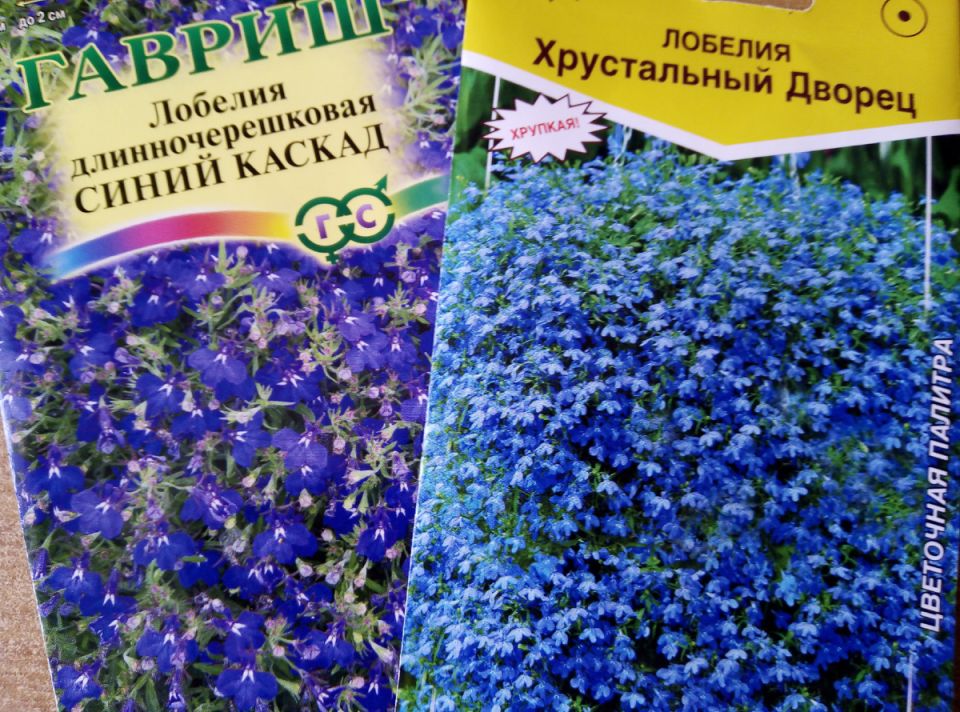 Посев лобелии на рассаду в январе: секреты успешного роста