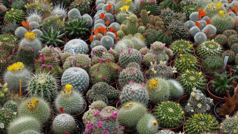 Как выбрать кактус для квартиры: советы и рекомендации