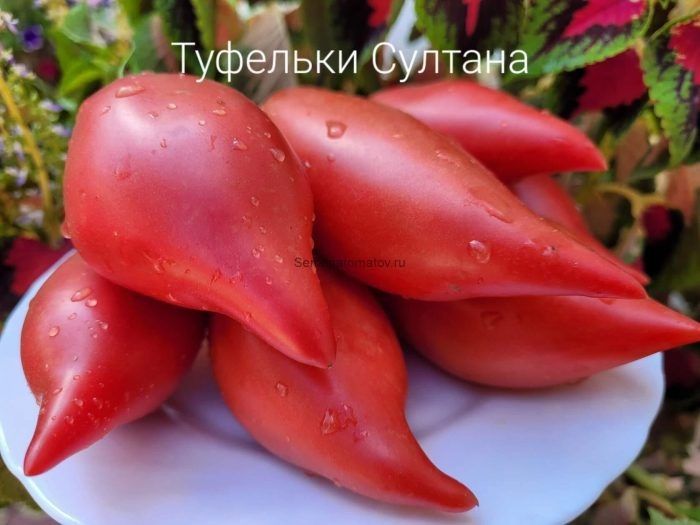 Томат туфельки султана: уникальная форма и сладость для гурманов
