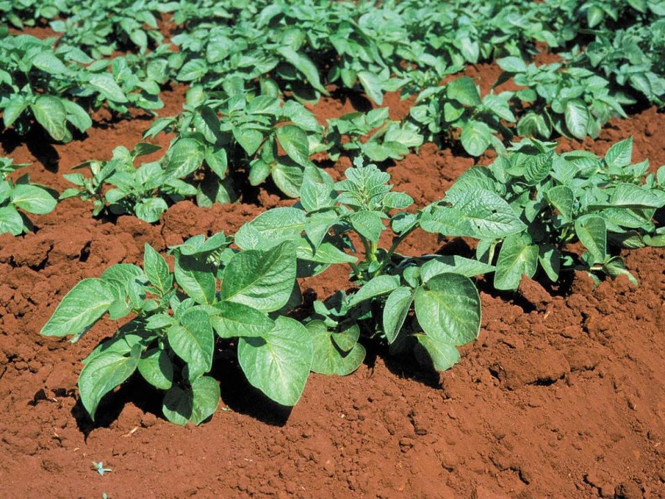 Как сделать так, чтобы мелкая картошка выросла крупной: секреты подкормок