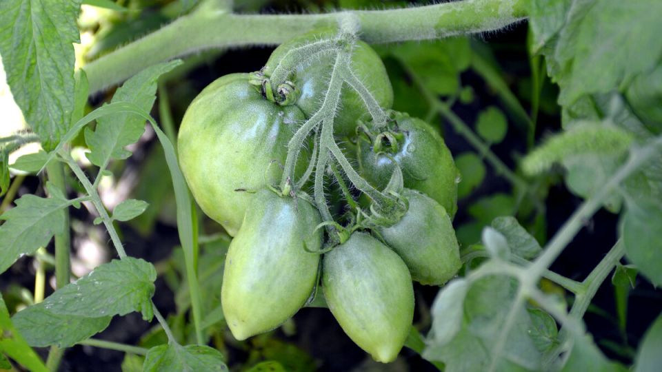 ������ ����� ������� ��� ������� � ����� ������