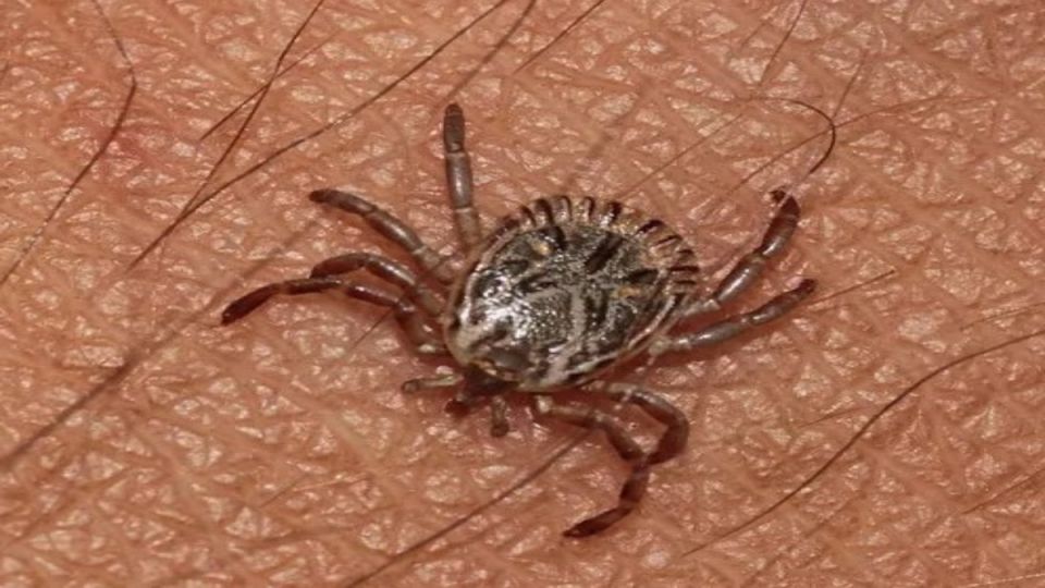 Как защититься от клещей на природе: практические советы