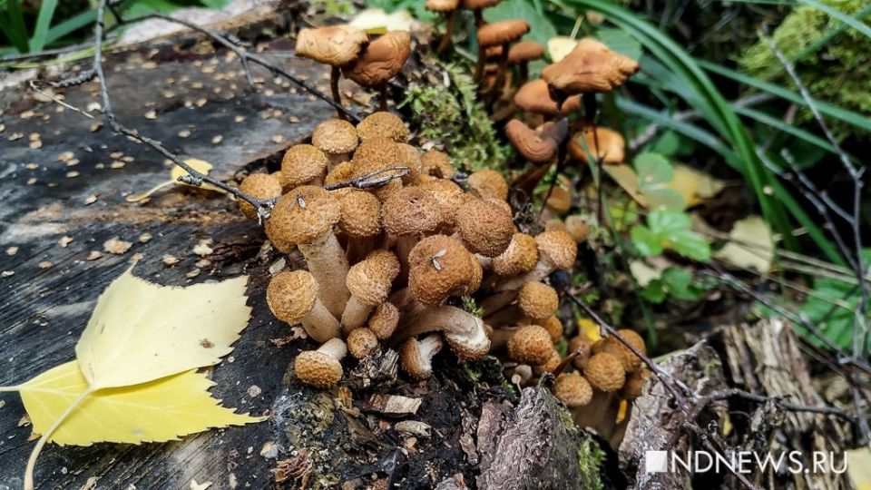 Грибной сезон на Урале: время груздей и опят