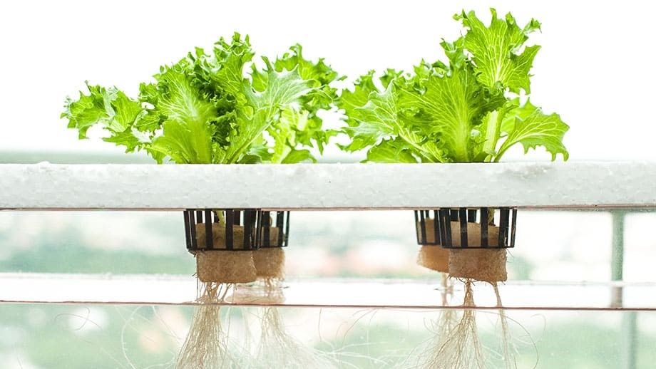 Городские огороды без земли: как гидропоника меняет привычное выращивание