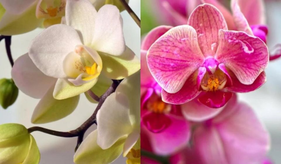 Наблюдение о простом приемчике для орхидей: обрезка как способ ускорить цветение