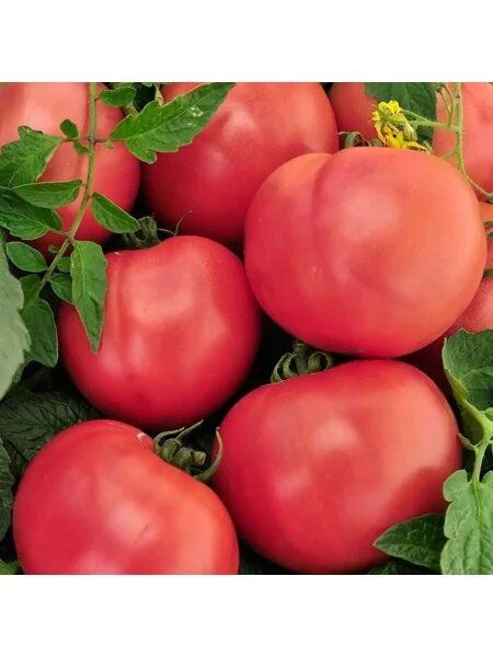 ����� ��������� �������: ������������� ���� ��� ������� � ������� �����