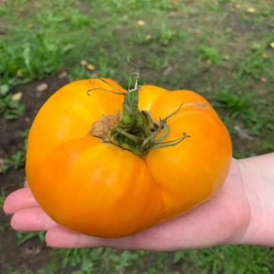 Томат Сибирский гигант желтый: крупные и сладкие плоды для стола