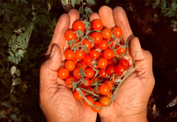 Цыпочка: необычная форма и стабильный урожай