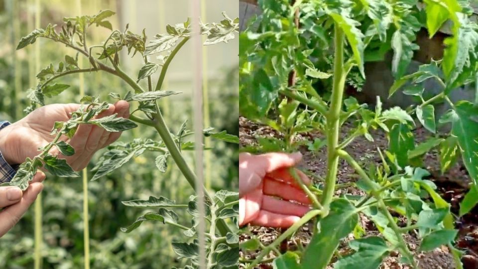 Новый взгляд на пасынкование томатов: как японский подход продлевает плодоношение