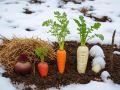 Зимовка без проблем: какие культуры достойно переживут холода в грядке