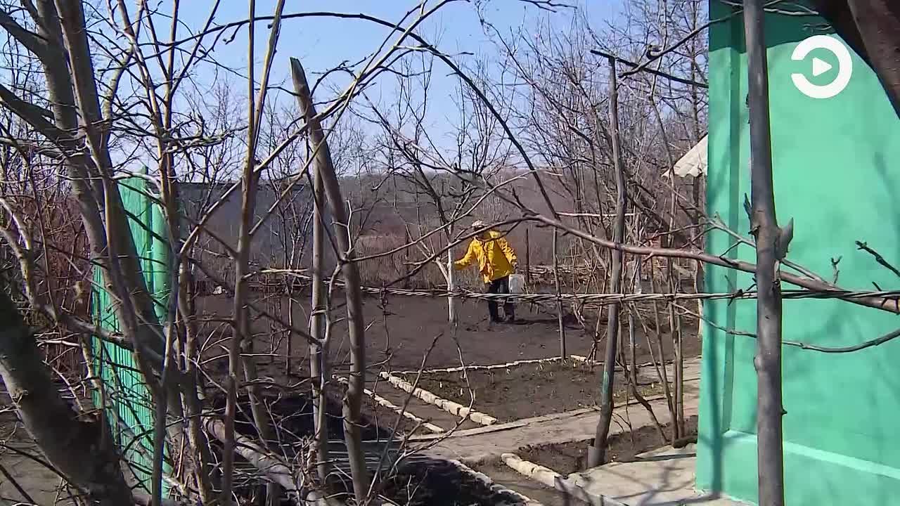 А вы знаете, что деревья белят не для красоты, а для защиты коры от множества угроз?