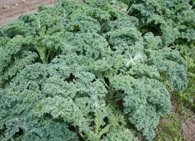 Современные сорта белокочанной капусты для вашего огорода