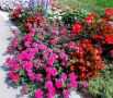 Вербены: Секреты безраздельного цветения на протяжении всего сезона