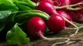 Выращивание редиса: простые секреты для отличного урожая