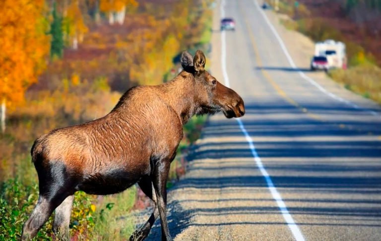 Набирая скорость – не останови жизнь Набирая скорость – не останови жизнь