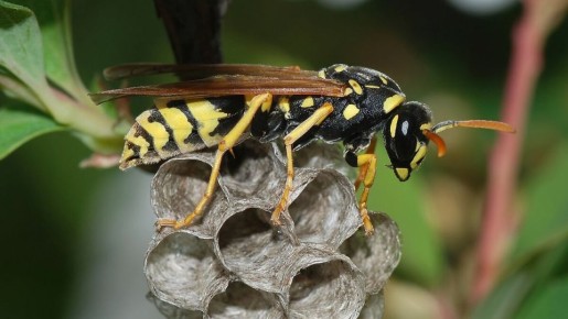 Как справиться с нашествием ос на даче: простые и эффективные методы