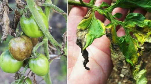 Как защитить томаты от фитофторы: советы садоводов на 2025 год