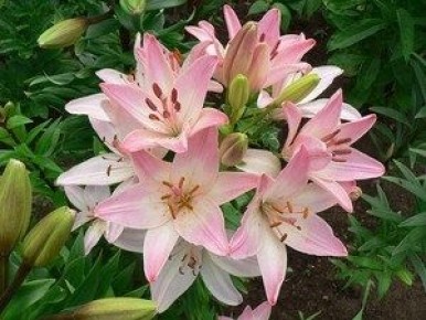 Лилия сорта Марлен: красота и простота ухода для вашего сада