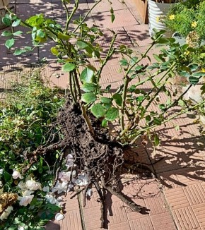 Осень — идеальное время для пересадки растений