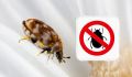 Как избавиться от незваных гостей: маленькие жучки в вашем доме